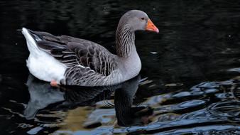 charmingly cute Geese Poultry