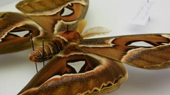 Attacus Atlas Martinac Butterfly