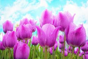 pink tulips in the garden