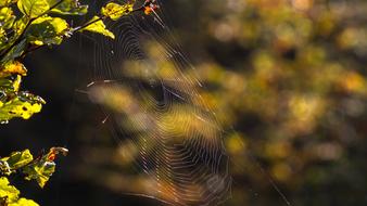 patterned spider web on the tree