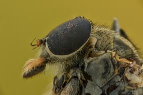 insect with huge eyes on a blurred background