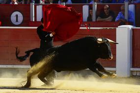 Bulls Torero Spain