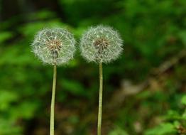 a pair of dandelions on a stalk against a forest background