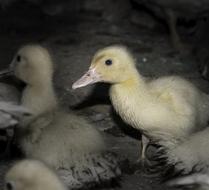 Duckling Baby Animals Ducks