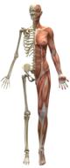 model of a skeleton with human muscles