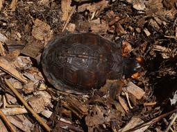 Beautiful Ornate Box Turtle In Mulch, among the wood