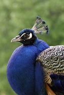 Peacock, male Bird with Blue plumage