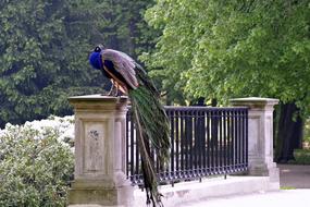 peacock in a picturesque park in Poland