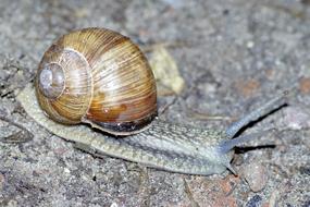 Winniczek Snail Shell