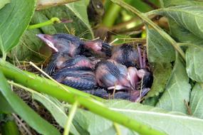 little chicks in a nest hidden in a tree