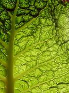 Cabbage Leaf The Backlight