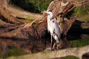 charming Bird Heron Grey