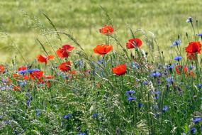 Poppy flowers in a field