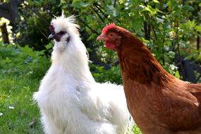 Fluffy cute chickens