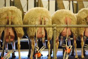 Sheep Milk