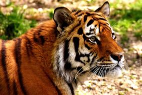 wild tiger on a walk