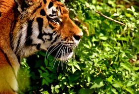 Side view of the tiger