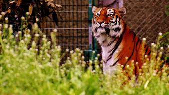 tiger resting in a cage on the grass