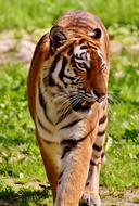big fearsome tiger