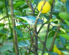 Light-Blue Celestino Bird