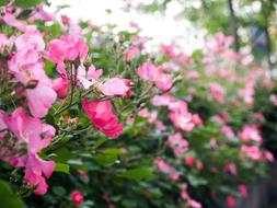 Spring Flower Flowers
