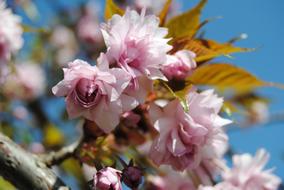 pink flowers on a tree in the garden