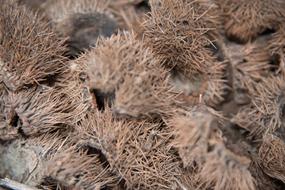 Nut Chestnut
