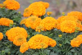 Marigold Flower Flowers