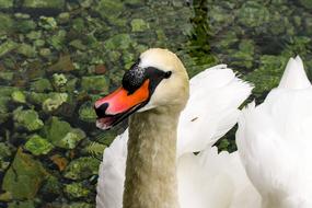 happy swan in the pond