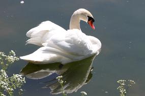 floating swan in the lake