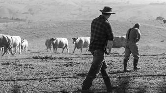 two Farmers and herd of cattle in wilderness