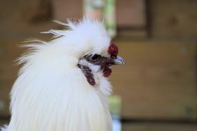 face of a fluffy chicken
