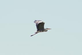 gray heron with wide wingspan in the sky