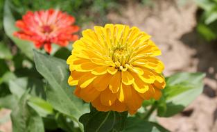 Zinnia Astrov Garden Flowers