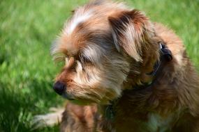 Dog Small brown portrait