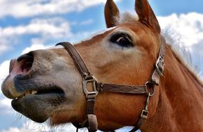 Funny Horse face at sky