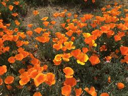beautiful orange poppy buds in the garden