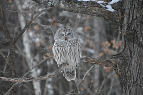 Beautiful and cute, gray and white owl on the branch, in winter