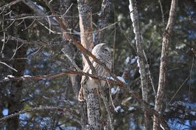 grey Owl on bare Tree at winter