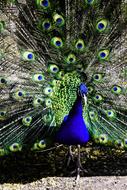 Beautiful and colorful peacock bird with the colorful and beautiful, big, patterned feathers