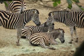 pack of zebras resting in a safari