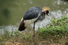 Bird Crane at wildlife