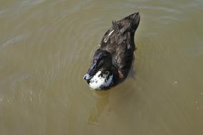 Cute and beautiful, black and white duck bird on the pond