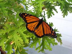 orange and black Butterfly on green leaves