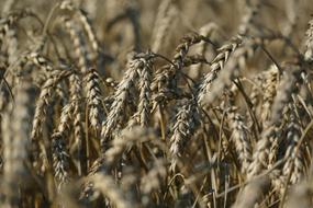 Wheat Agriculture