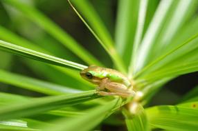little green frog on the plants