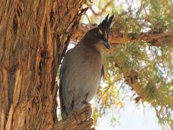 bird on the tree in the grand canyon