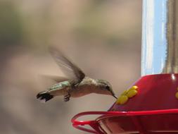 Wildlife Hummingbird Green