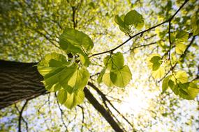 Green Sunny