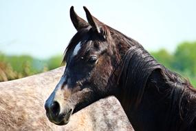 The black horse face is beautiful